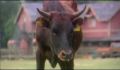dr dolittle 3-avi_1000_008.jpg